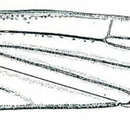 Image de Spangbergiella vulnerata Uhler 1877