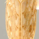 Image of Spathanus acuminatus Baker 1896