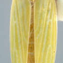 Image of Stymphalus rubrolineatus Stål 1855