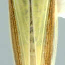 Image of Taurotettix elegans Melichar 1900
