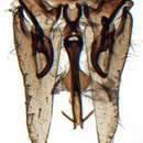 Image of Tenuisanus costatus De Long 1944