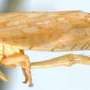 Image of Univagris pallida Viraktamath & Anantha Murthy 1999