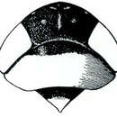 Image of Unoka gillettei Metcalf 1955