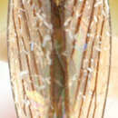 Image of Usanus stonei De Long 1947