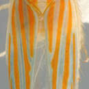Image of Xenovarta cylindrica Viraktamath 2004