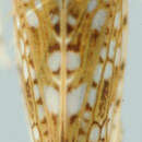 Image of Yungasia bidentata Zanol 1989