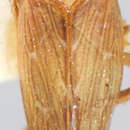 Image of Zercanus rubroocellatus Dlabola 1965