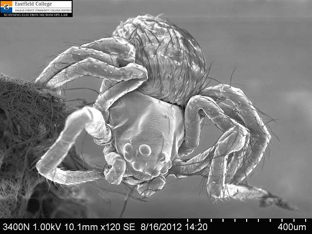 Image of Therididae