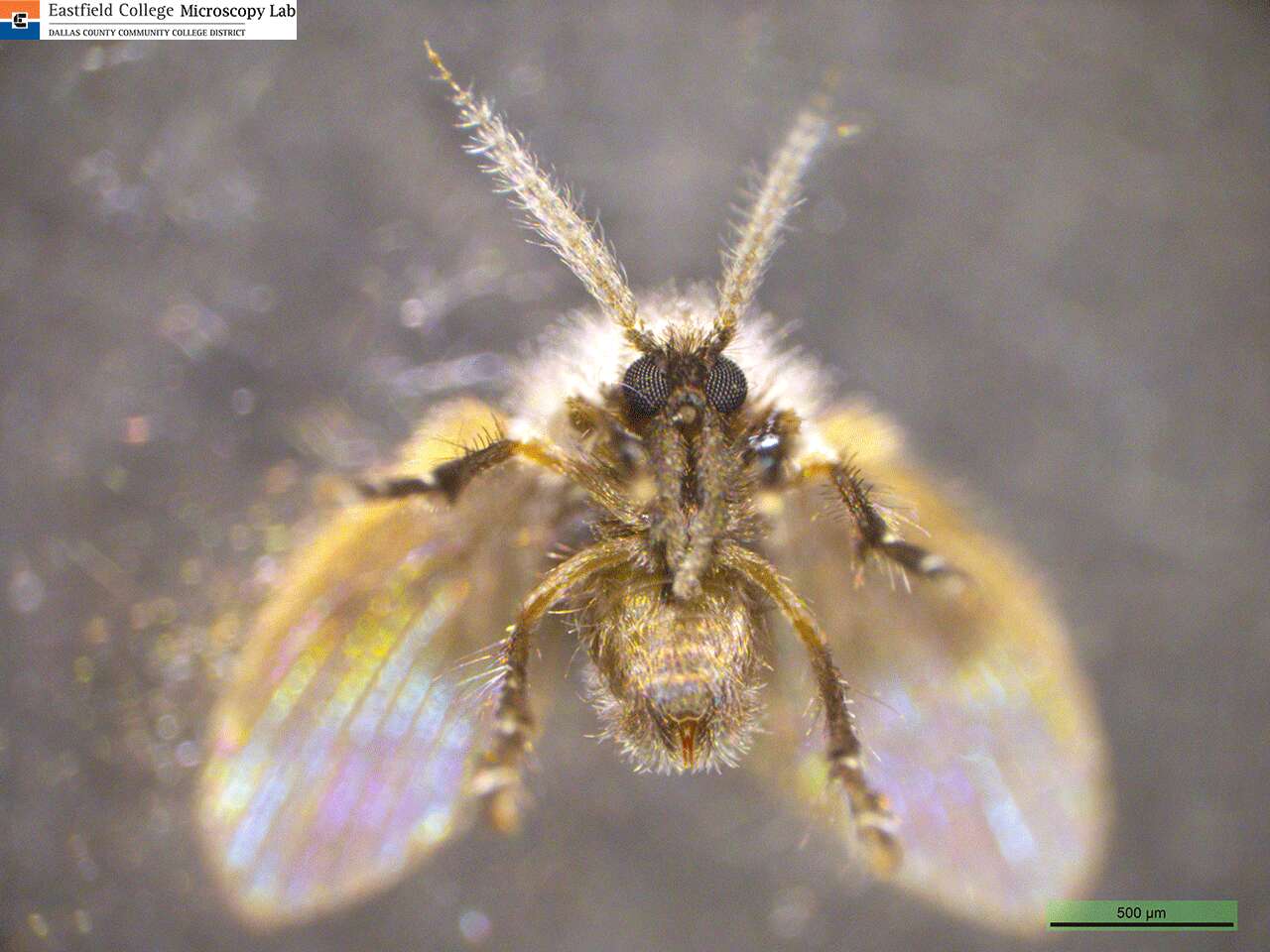 Image of insects