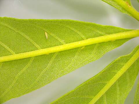 Image of Echinothrips