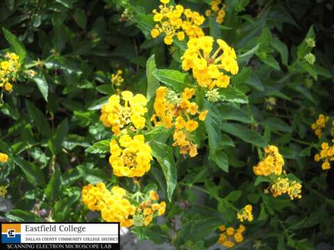 Image of lantana