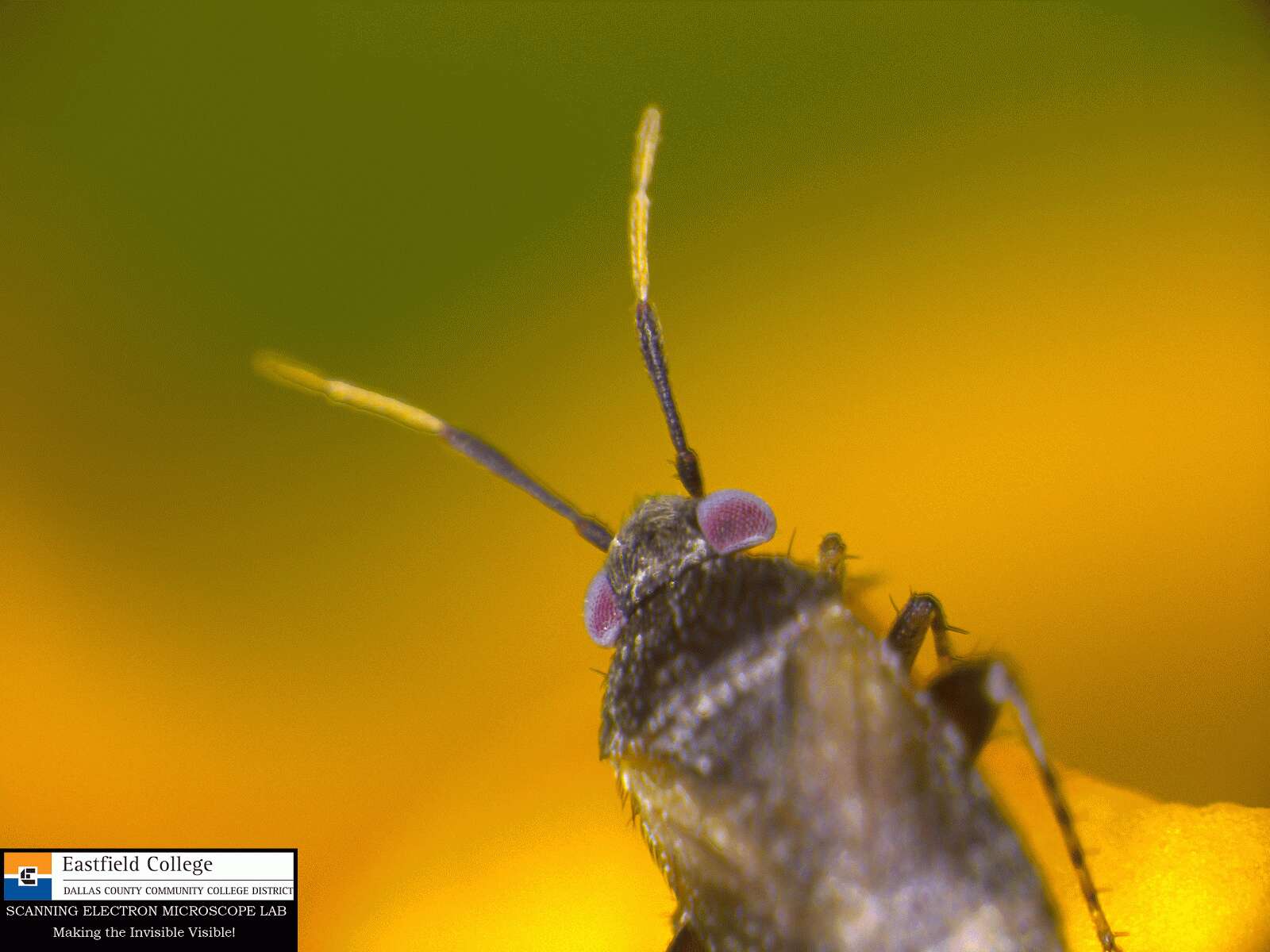 Image of Streptophyta