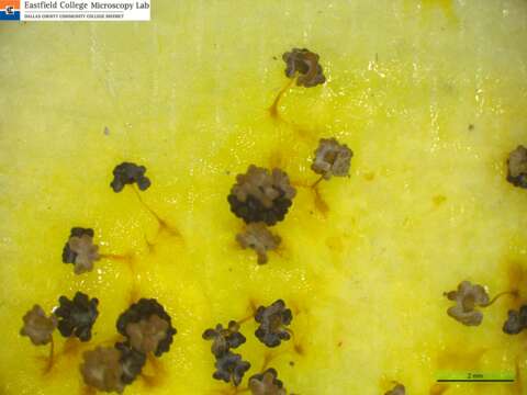 Image of Physarum Persoon ex Roemer 1794