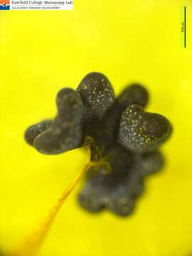Image of Physarum Persoon ex Roemer 1794