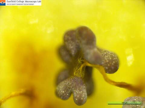 Image of Physarum Persoon ex Roemer 1794