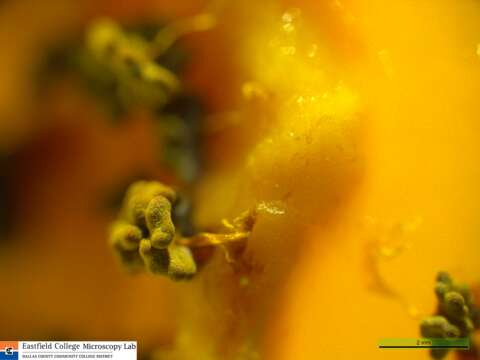 Image of Physarum Persoon ex Roemer 1794