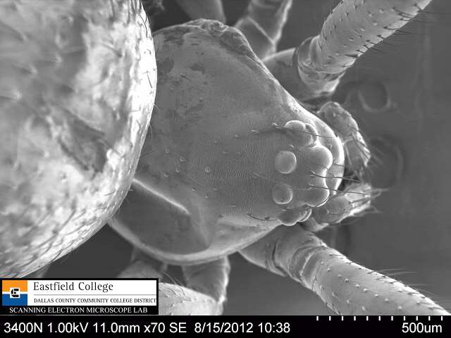 Image of Therididae