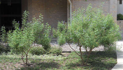 Image of Chaste-tree