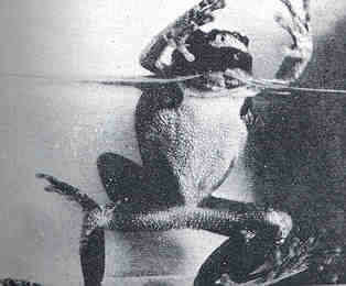 Image of frogs and toads
