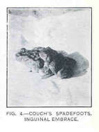 Image of spadefoot toads