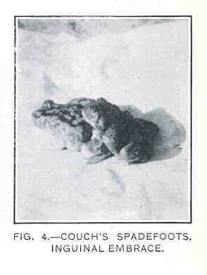 Image of spadefoot toads