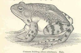 Imagem de Lithobates Fitzinger 1843