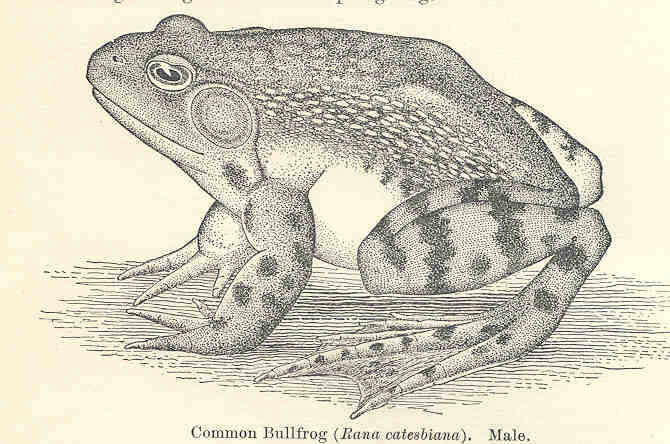 Imagem de Lithobates Fitzinger 1843