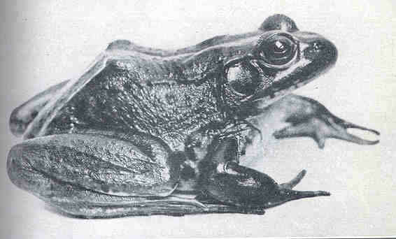 Image of true frogs