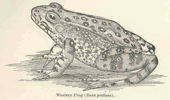 Image of Rana Linnaeus 1758