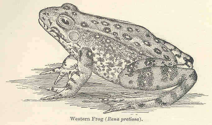 Imagem de Rana Linnaeus 1758