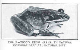 Image of Lithobates Fitzinger 1843