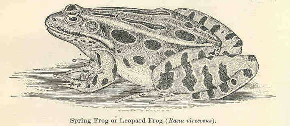 Image of true frogs