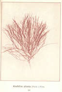 Image of <i>Ahnfeltia plicata</i> (Hudson) E. M. Fries