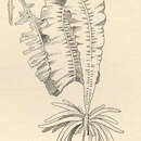 Image of Alaria crassifolia