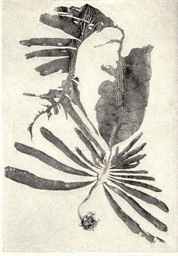 Image of Alariaceae