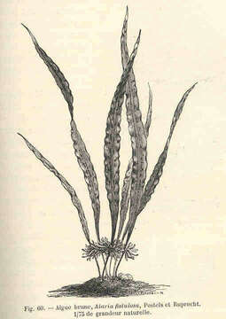 Image of Alariaceae