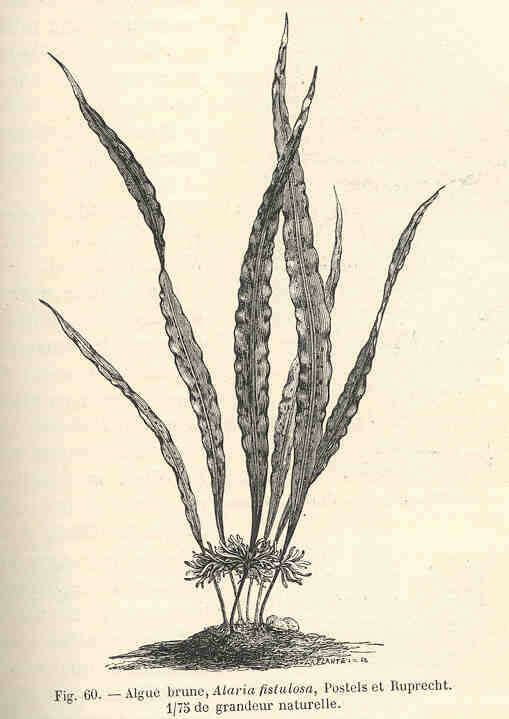 Imagem de Alariaceae