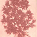 Image of Apoglossum ruscifolium