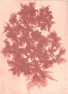 Image of Apoglossum J. Agardh 1898