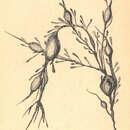 Image of <i>Ascophyllum nodosum</i> Scorpiodes