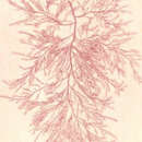 Image of <i>Bonnemaisonia asparagoides</i> (Woodward) C. A. Agardh