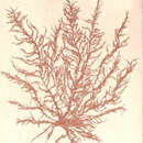 Image de Brongniartella byssoides