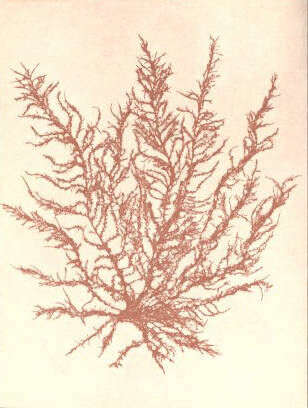 Image of Lophothalieae
