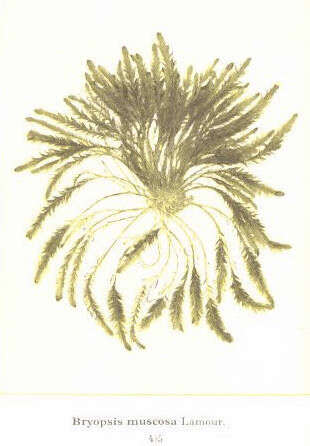 Image of Bryopsis J. V. Lamouroux 1809