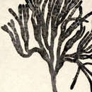 Image of <i>Bryopsis plumosa</i> (Hudson) C. Agardh