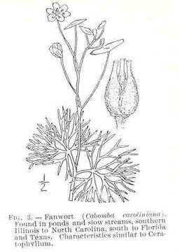 Image of fanwort