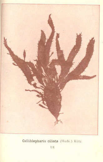 Image of Cystocloniaceae