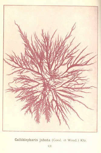 Image de Cystocloniaceae