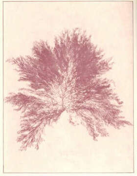 Image of Callithamnion Lyngbye 1819