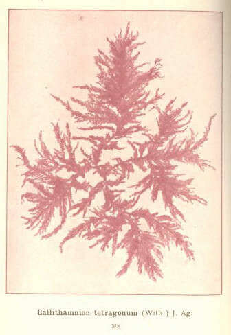 Image of Callithamnion Lyngbye 1819